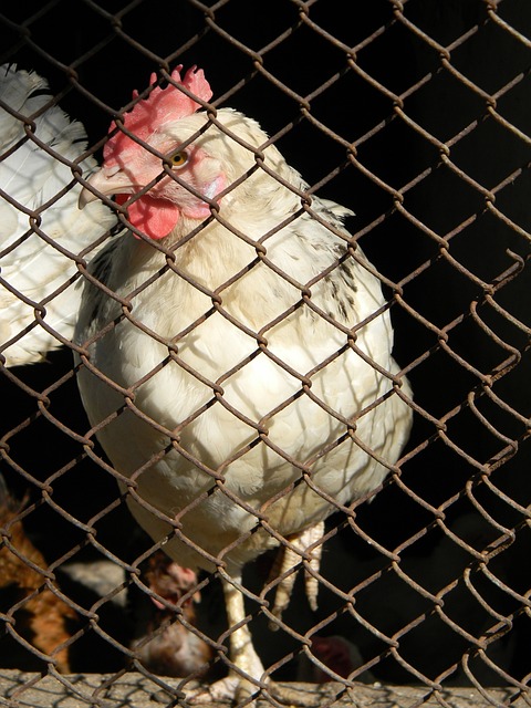 心中永远的 心中永远的